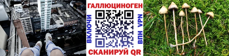 Псилоцибиновые грибы прущие грибы  Кочубеевское 